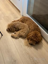 Barboncino maschio e femmina