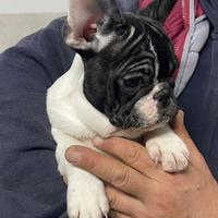 Maschietto di Bulldog francese pedigree