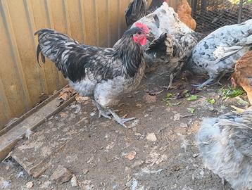 Galletti Australorp