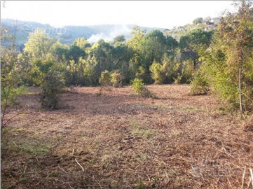 Terreno collinare con bosco