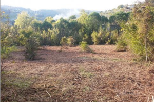 Terreno collinare con bosco