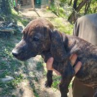 Cuccioli di segugio maremmano