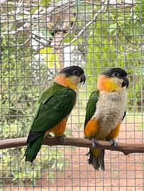 Caicchi testa nera 2025 da riproduzione