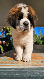 Cucciolo san bernardo