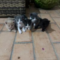 Gattini dolcissimi