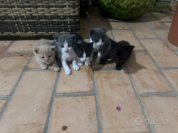 Gattini dolcissimi