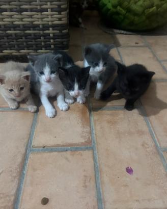 Gattini dolcissimi