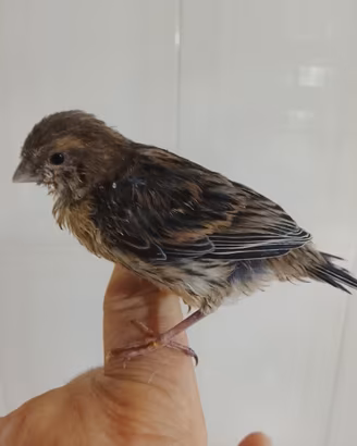 Uccelli