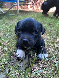 Cuccioli di Staffordshire Bull Terrier
