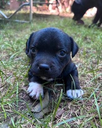 Cuccioli di Staffordshire Bull Terrier
