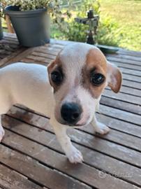 cucciolo meticcio