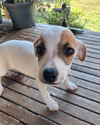 cucciolo meticcio