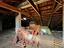 Immagine 28
