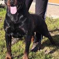 Rottweiler 3 anni maschio