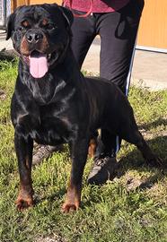 Rottweiler 3 anni maschi