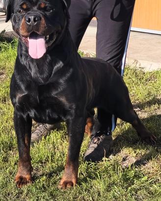 Rottweiler 3 anni maschio