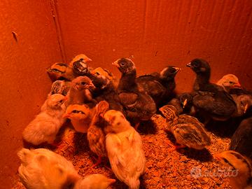 Pulcini Araucana - Olive Egger - Amrock