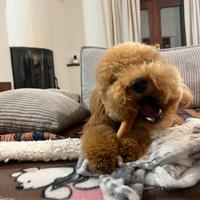 Barboncino per monta