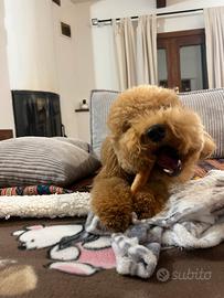 Barboncino per monta