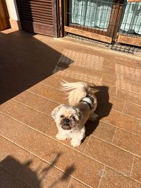 Pechinese imperiale di 5 anni si cede gratuitament