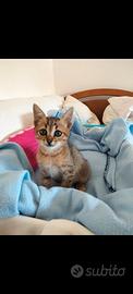 Gattina Melody