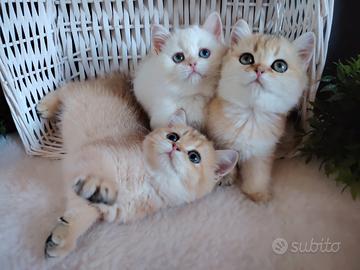 Gattini Scottish chinchilla