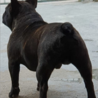 Bulldog francese