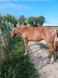 Haflinger