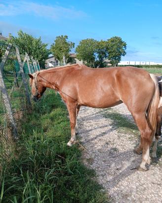 Haflinger