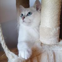 British Shorthair accoppiamento