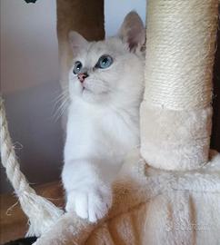 British Shorthair accoppiamento