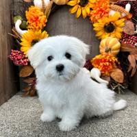 Cuccioli maltese maschi e femmine