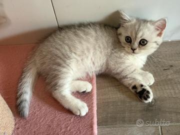Scottish straight fold