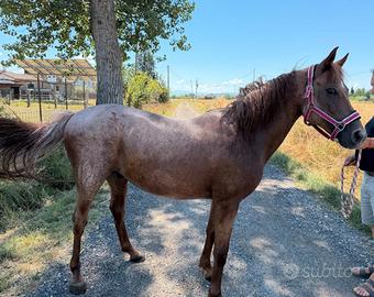 Cavallo Appalusa