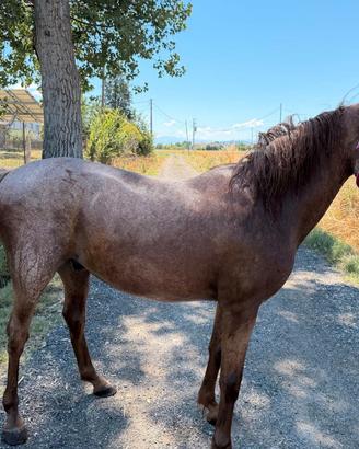 Cavallo Appalusa