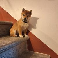 Ultima splendida cucciola shiba inu rossa
