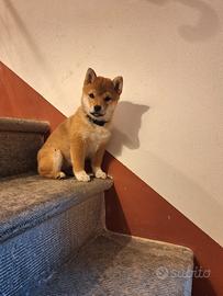 Ultima splendida cucciola shiba inu rossa