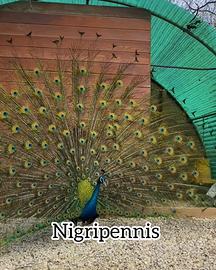 Pavoni blu e nigripennis