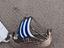 Immagine 1
