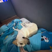 Cucciola 1 anno