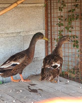 Coppia anatre germane