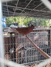 Colombo Viaggiatore Maschio