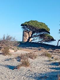 Sardegna