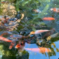 Piccole koi