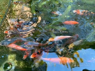 Piccole koi