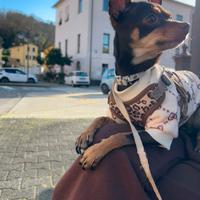 Cane per accoppiamento