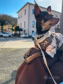 Cane per accoppiamento