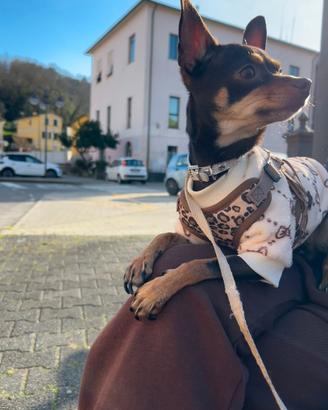 Cane per accoppiamento