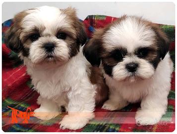 Cuccioli di SHIH TZU
