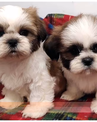 Cuccioli di SHIH TZU